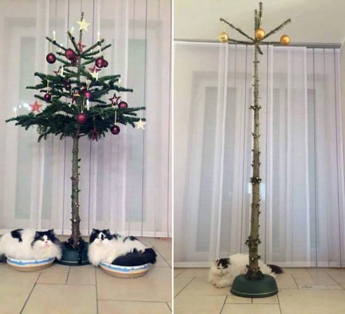 Как защитить новогоднюю елку от домашних животных