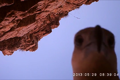 Лесничие нашли записанное орланом видео 