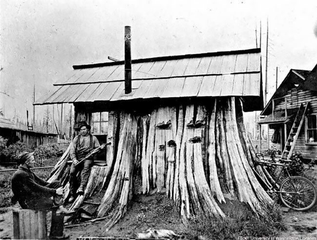 Дома из гигантских пней старых деревьев в Америке XIX века