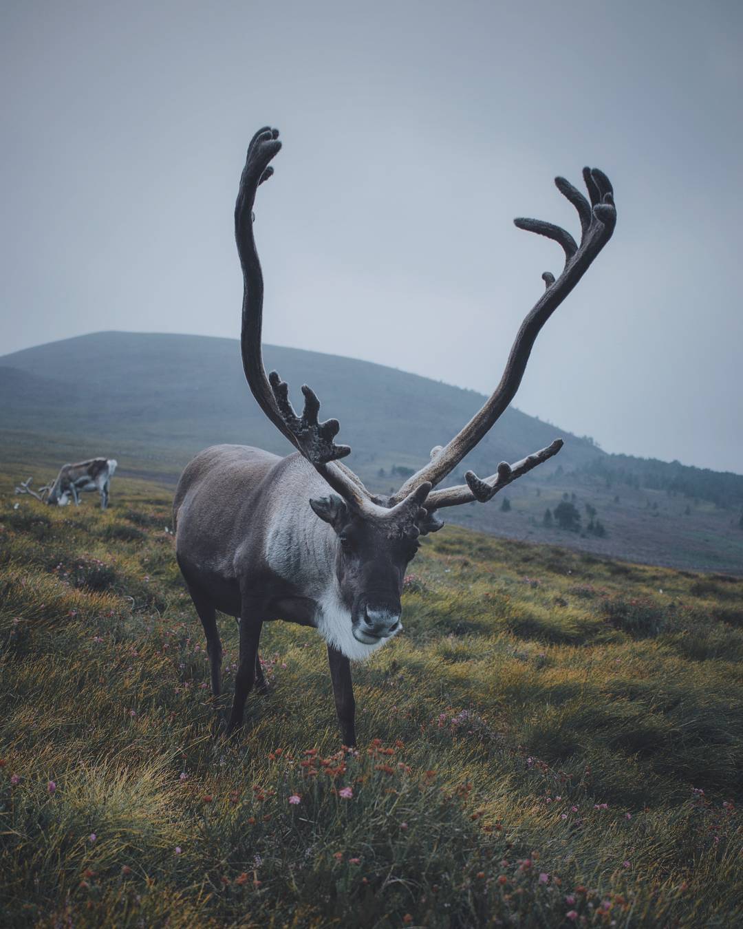 Природа и животные на снимках фотографа Ремо Якобса