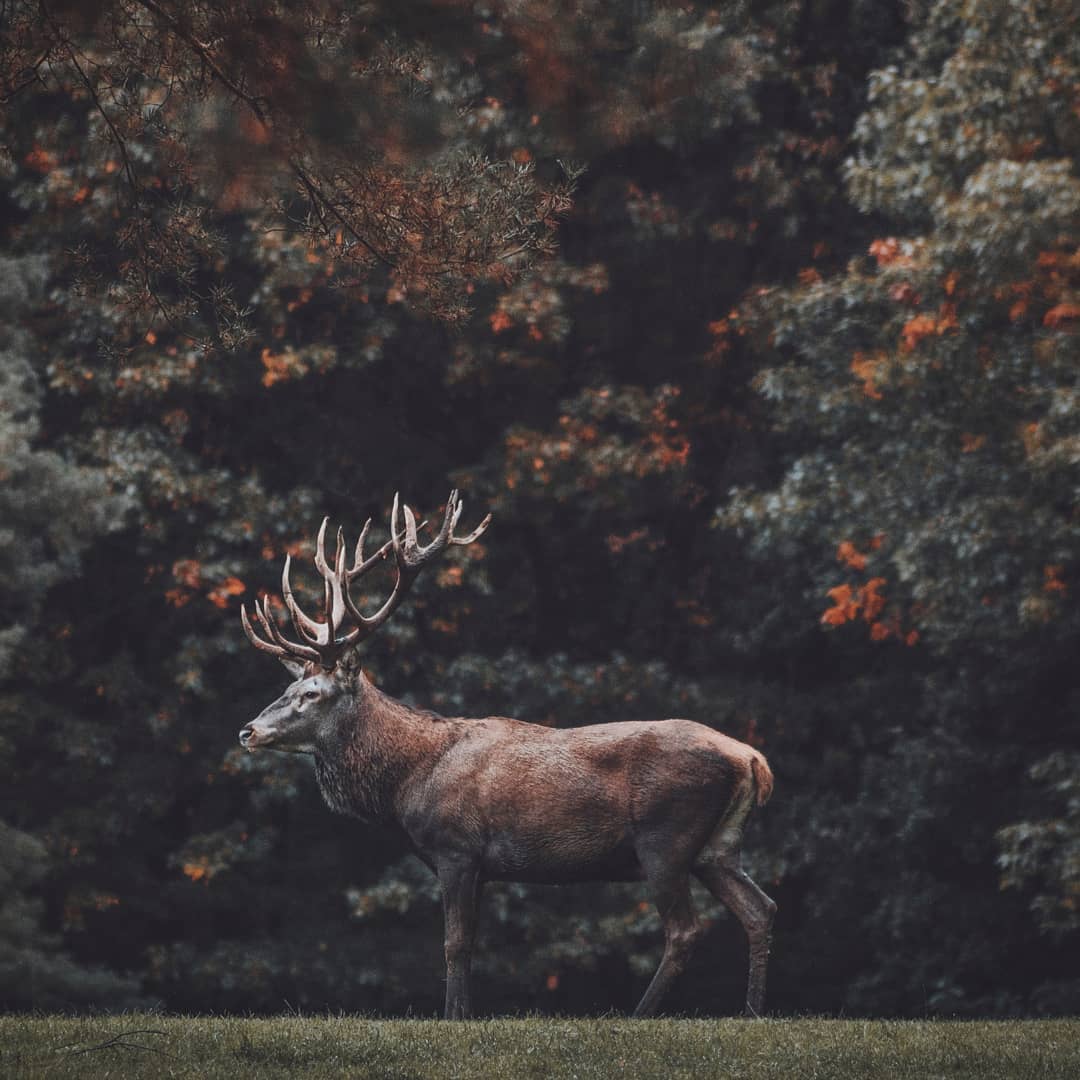 Природа и животные на снимках фотографа Ремо Якобса