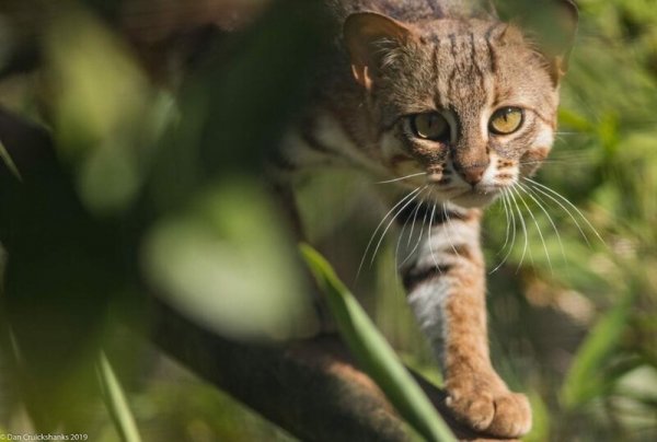 Ржавый кот - самый маленький дикий хищник в мире