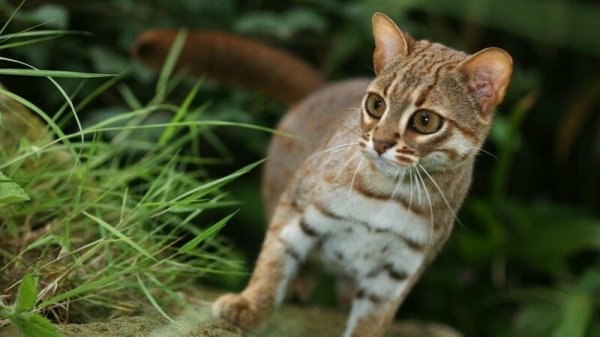 Ржавый кот - самый маленький дикий хищник в мире