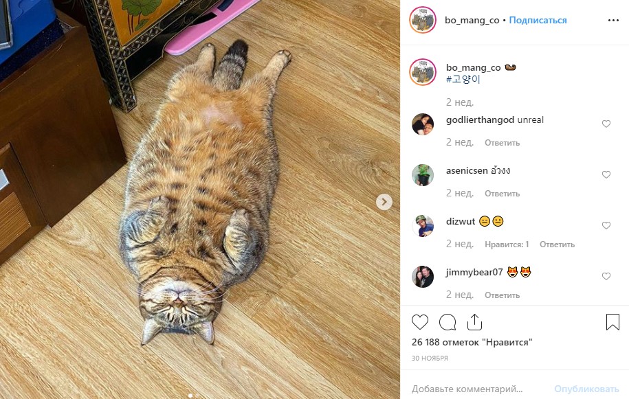 Пухлый пушистик: японский кот стал звездой сети из-за лишнего веса. ФОТО