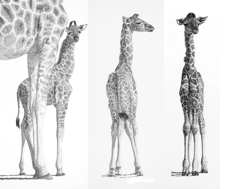 Красота животных в карандашных рисунках