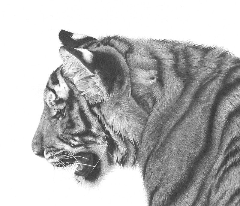Красота животных в карандашных рисунках