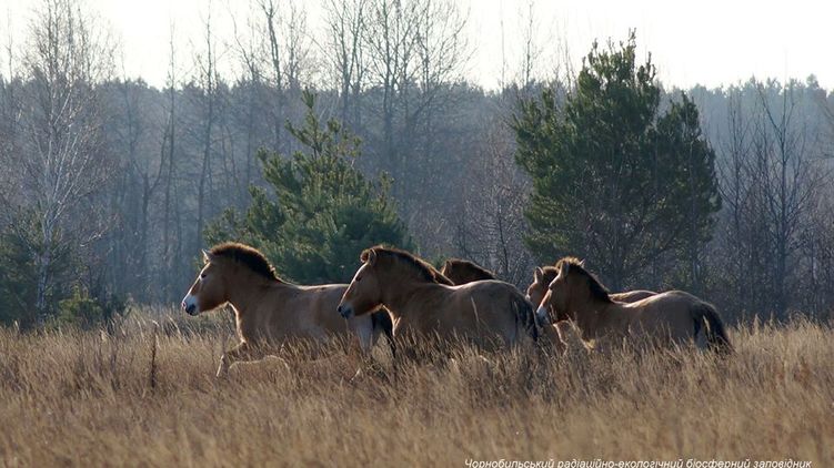 В Чернобыле крупные копытные животные позировали фотографу. ФОТО