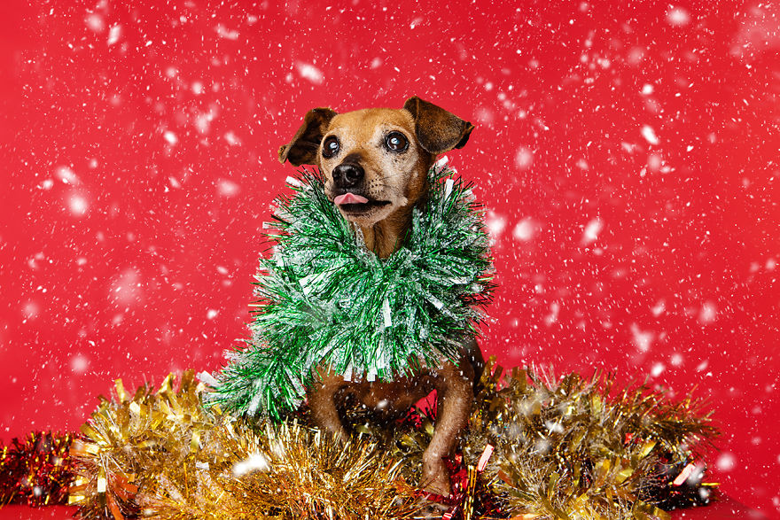 Рождественские милые фото собак. ФОТО