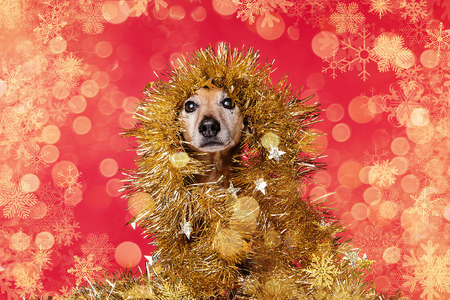 Рождественские милые фото собак. ФОТО