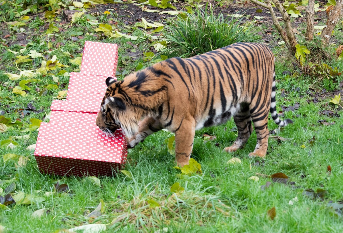 В Лондонском зоопарке животные уже получили рождественские подарки