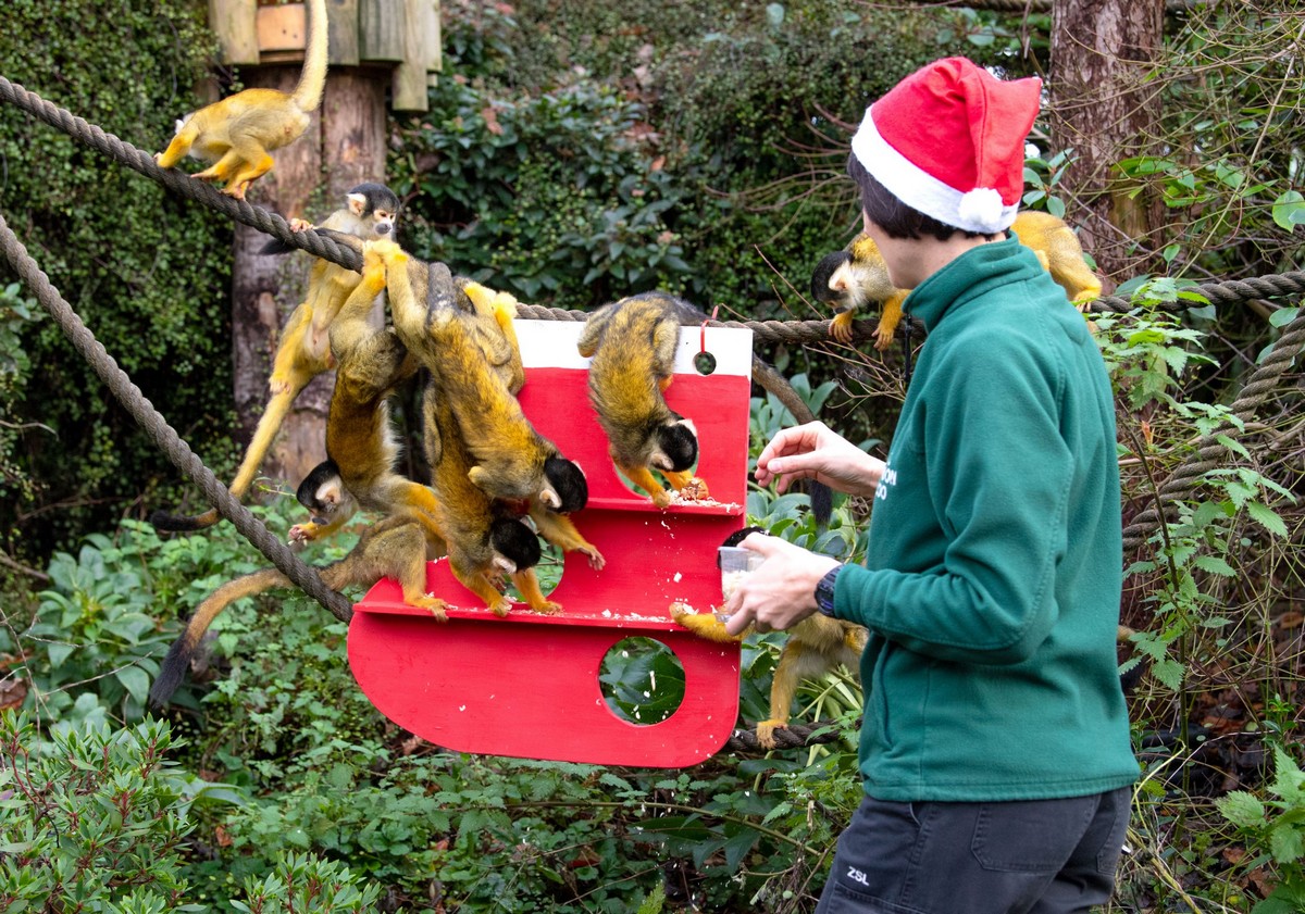 В Лондонском зоопарке животные уже получили рождественские подарки