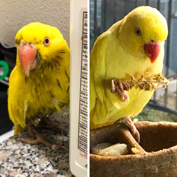 Милые животные до и после того, как обрели новый дом