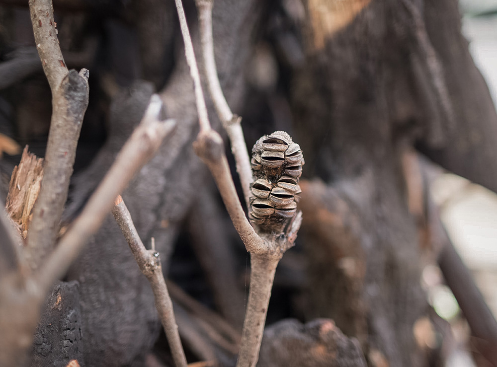 В Австралии установили ёлку из обгоревших веток