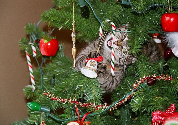 Кошки-хулиганы занимаются любимым новогодним делом - свержением елок - фото 461861