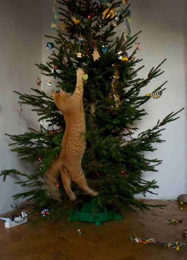 Кошки-хулиганы занимаются любимым новогодним делом - свержением елок - фото 461863