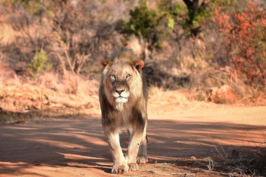 Невероятные снимки диких африканских животных, сделанные талантливым фотографом из ЮАР. ФОТО