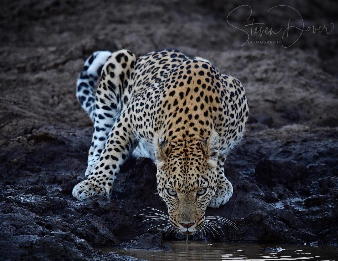 Невероятные снимки диких африканских животных, сделанные талантливым фотографом из ЮАР. ФОТО
