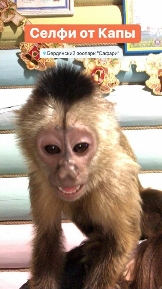 В сети смеются над обезьяной, которая научилась делать селфи. ФОТО
