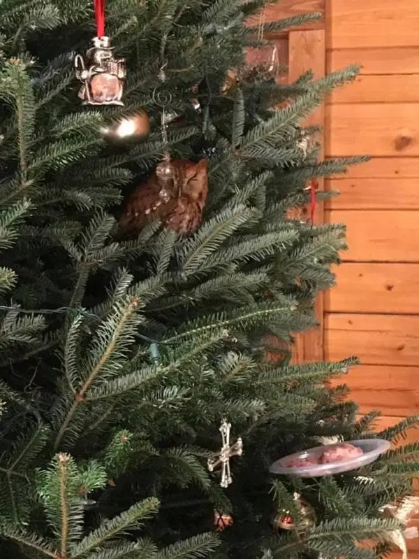 Сова тайно жила на рождественской елке американцев в течение недели. ФОТО
