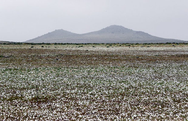 Самые удивительные цветы в самой засушливой пустыне мира. ФОТО
