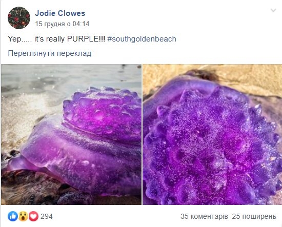 Океан выбросил на берег нечто фиолетовое. ФОТО