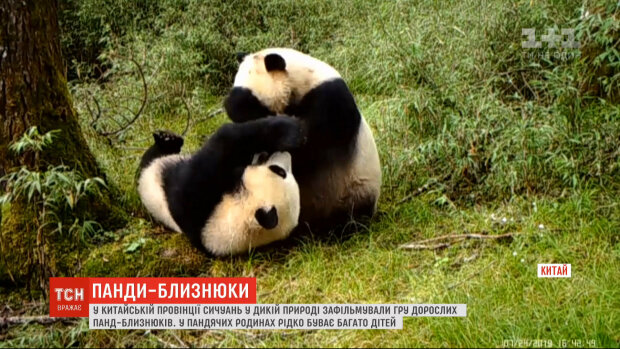 Две панды-старушки доказали, что детьми можно быть вечно и стали звездами Сети. ФОТО