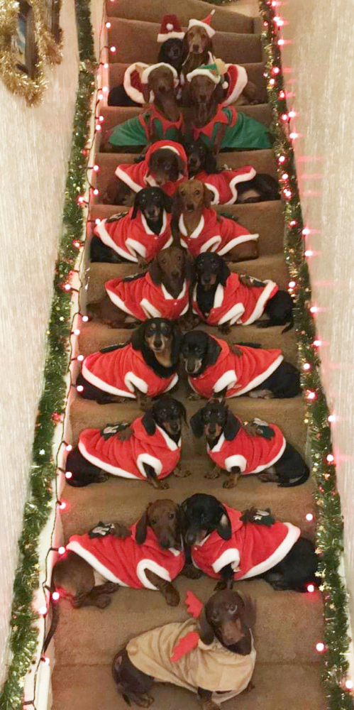 Владелец 17 такс сделал идеальное рождественское фото своих собак. ФОТО