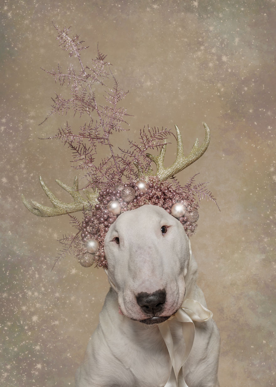 Рождественская фотосессия животных, посвященная благотворительности. ФОТО
