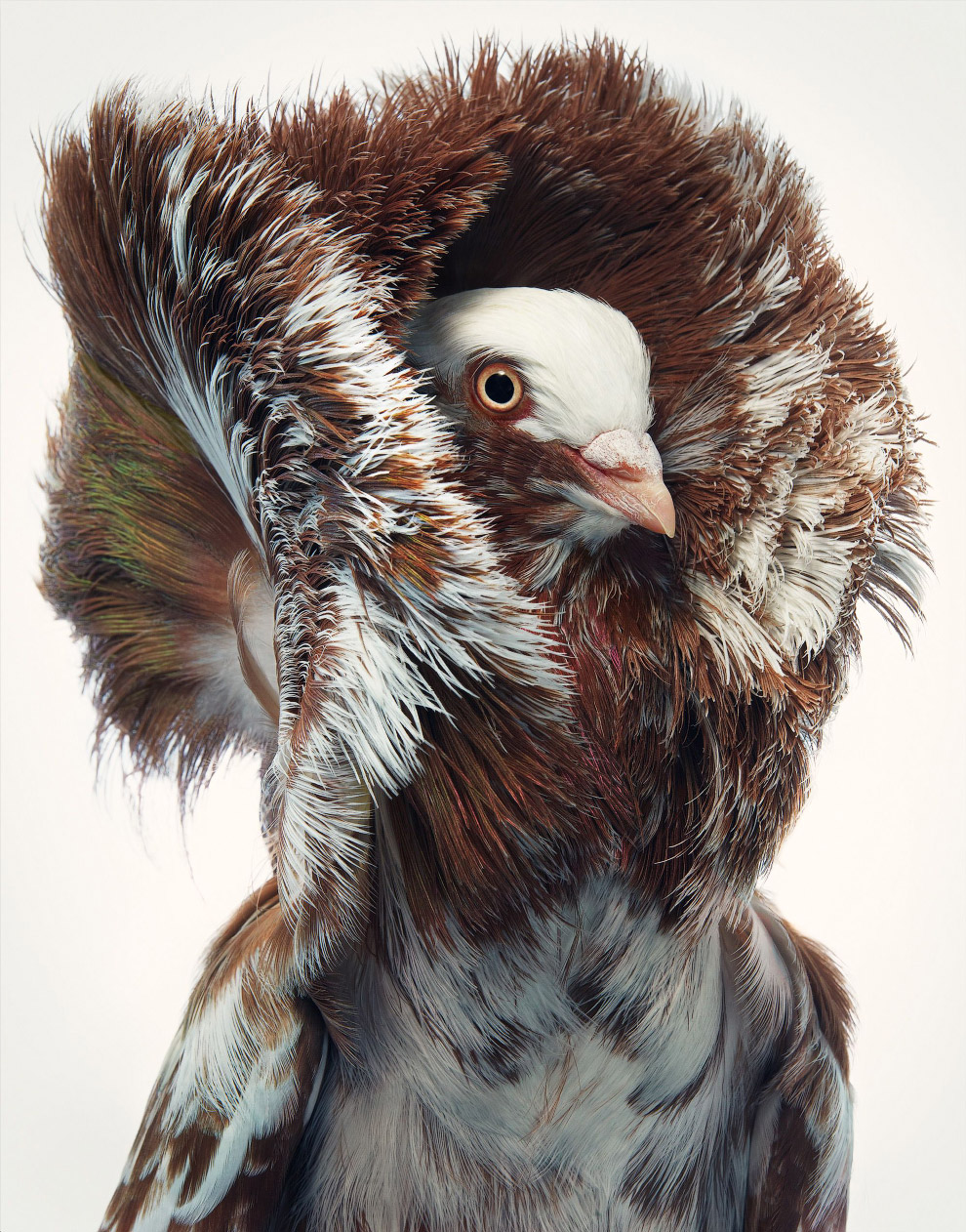 Портреты красивых исчезающих птиц