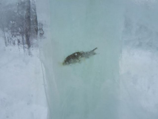 В России построили ледовый городок из глыб с вмерзшими рыбами. ФОТО