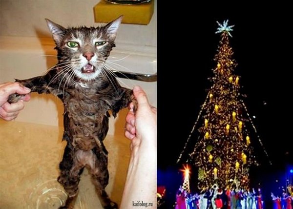 «Лысую» новогоднюю елку в Тбилиси высмеяли фотожабами. ФОТО