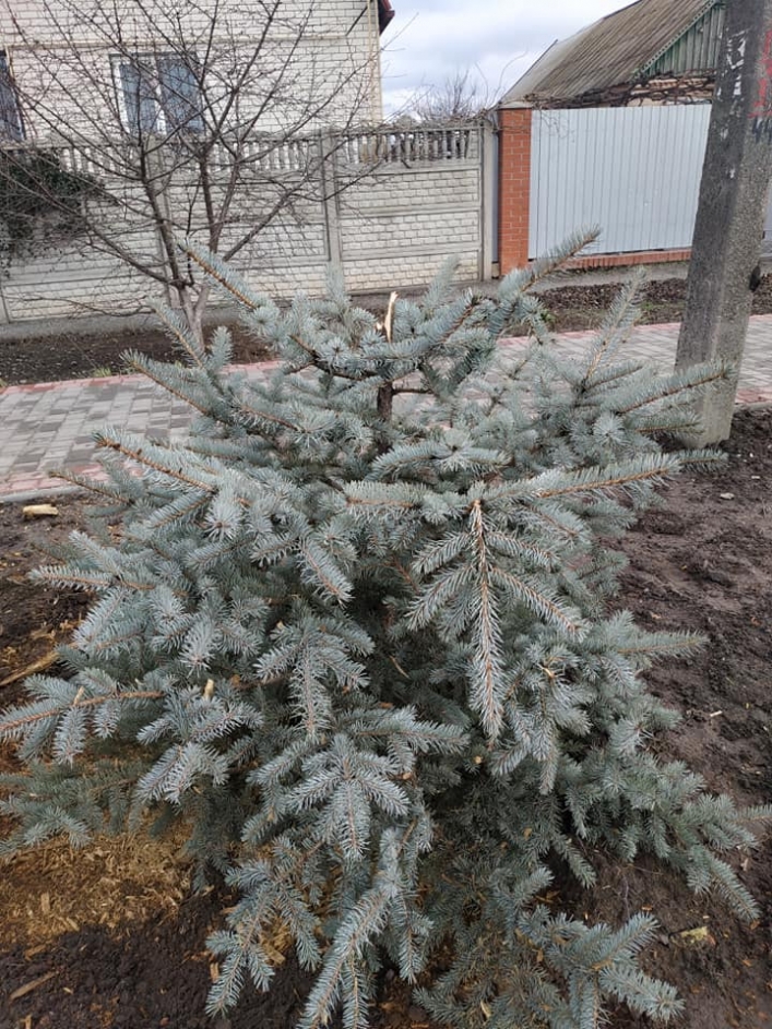 В Мелитополе вандалы уже рубят елки, высаженные вдоль центральных улиц. ВИДЕО