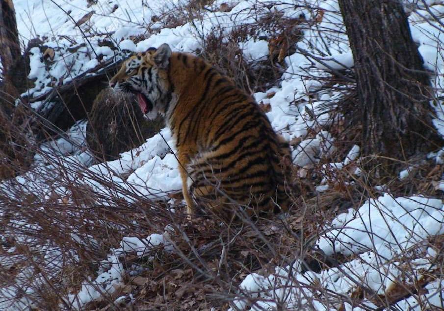 Приморский тигр, растерзавший собак, миновал ловушки и ушел в лес 
