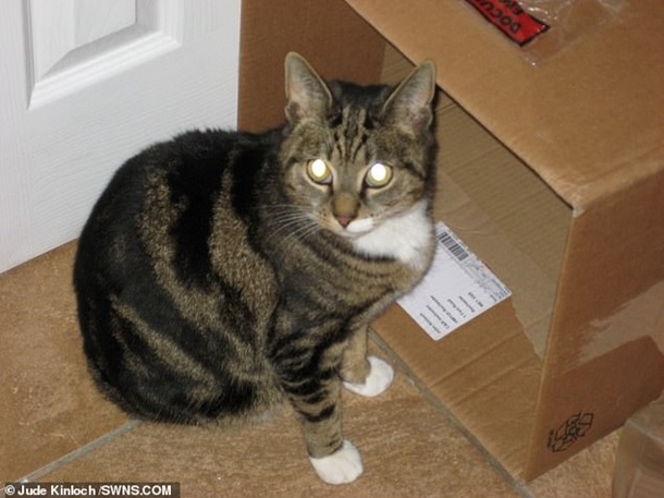 Потерявшийся кот вернулся домой спустя семь лет. ФОТО
