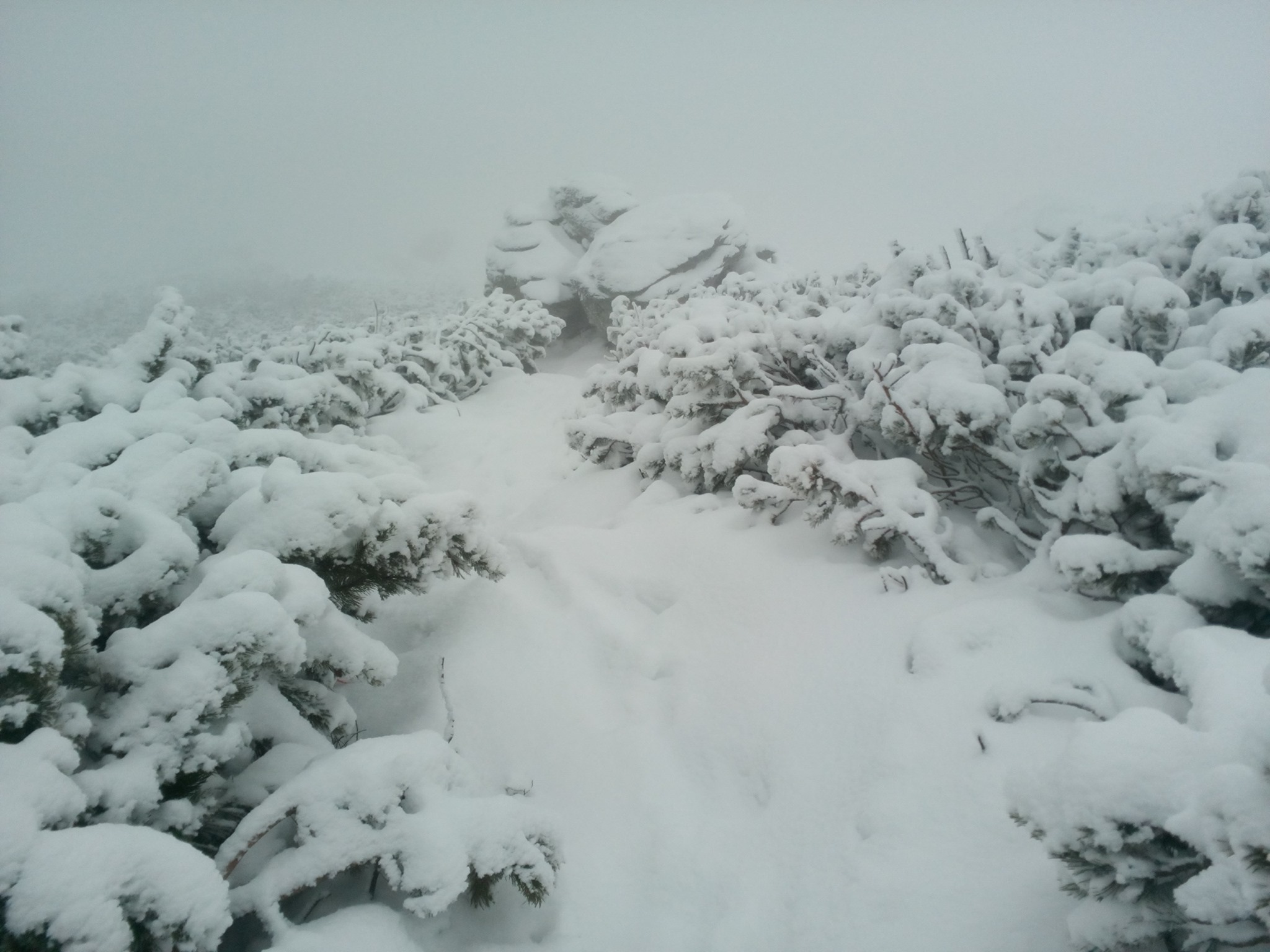 Настоящая сказка: опубликованы яркие фото засыпанных снегом Карпат. ФОТО