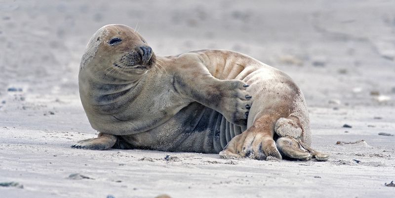 Найден милейший тюленок, который наслаждается отдыхом на пляже