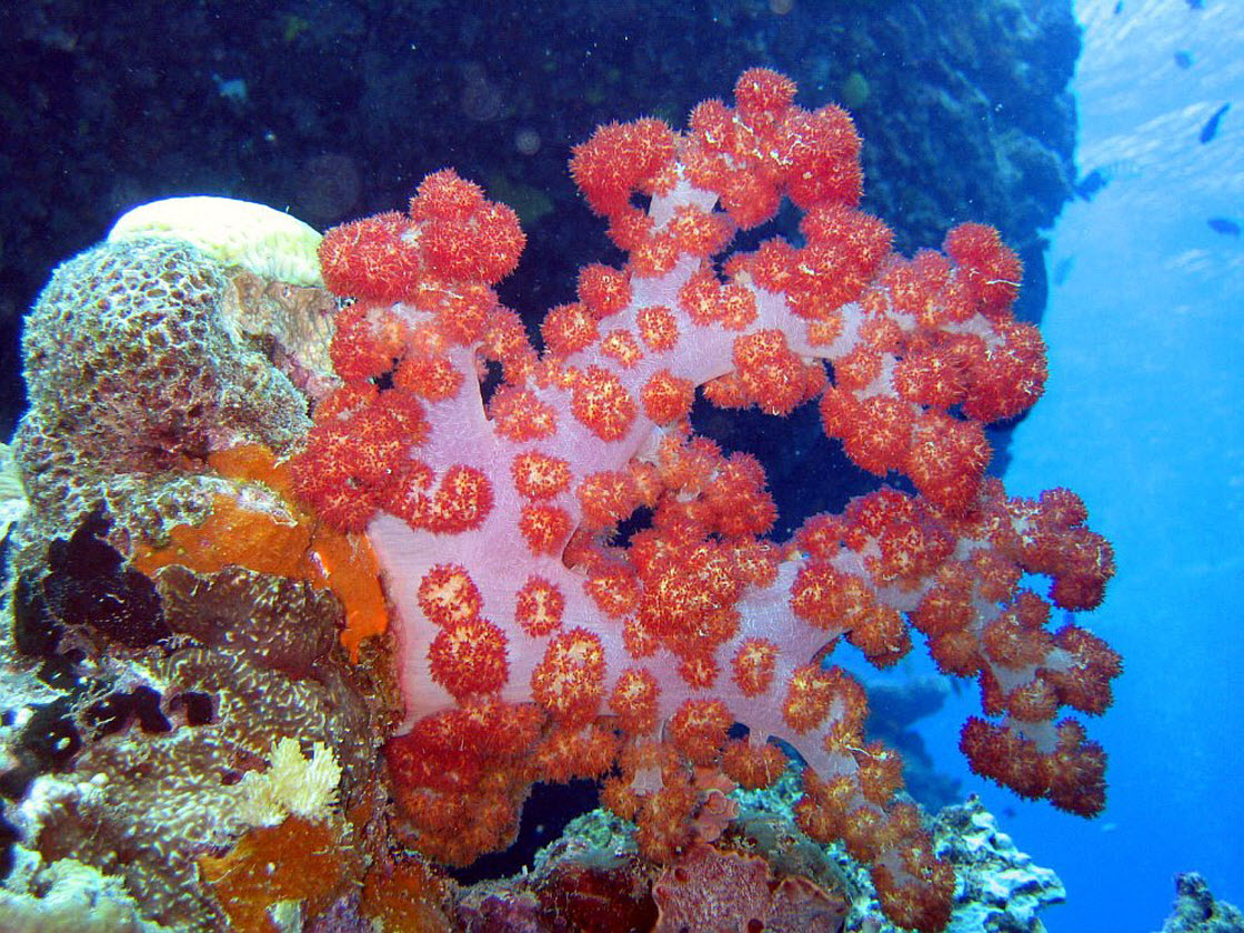 Древние коралловые рифы. Коралловые полипы альционарии. Коралловые полипы красный коралл. Альционарии мягкие кораллы. Полипы Барьерный риф.