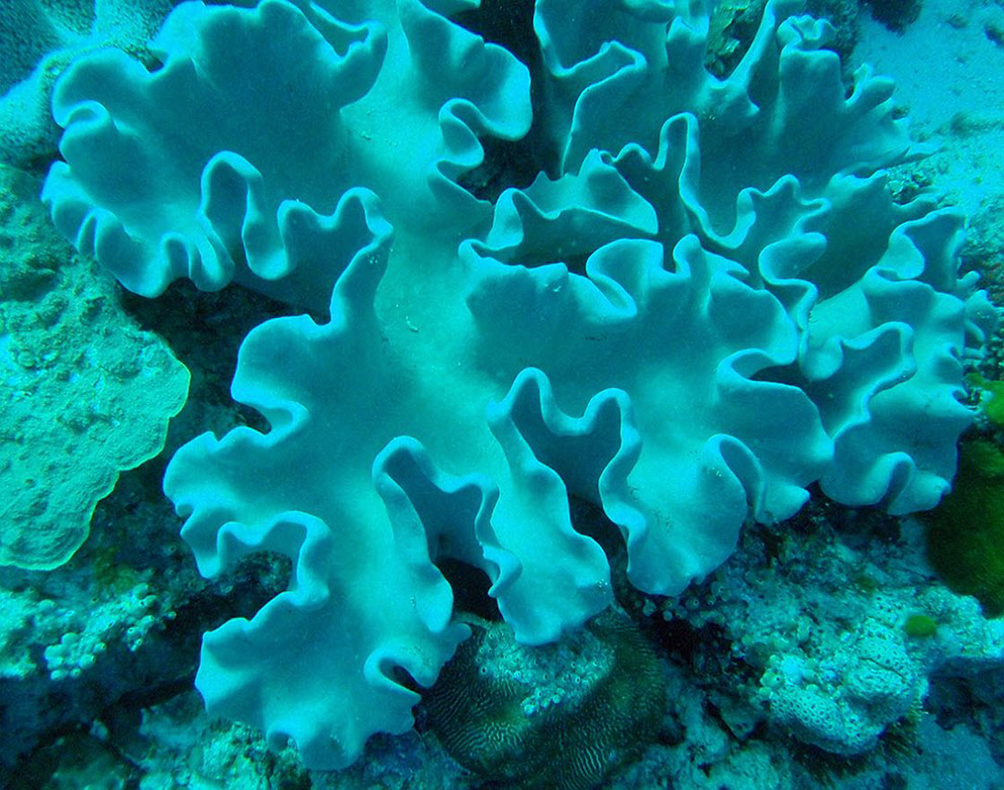 Водоросли кораллы. Грибовидные кораллы. Коралловые полипы голубой коралл. Грибовидный коралл индийский океан. Коралл мозговик красного моря.