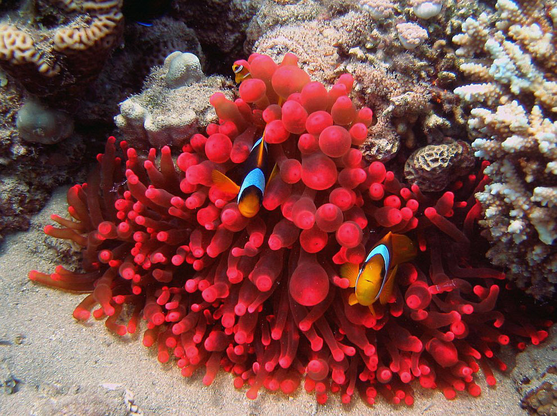 Коралловые рифы описание. Коралловые полипы красный коралл. Большой Барьерный риф коралловые полипы. Мягкие кораллы в барьерном рифе. Кораллы-актинии в Красном море.