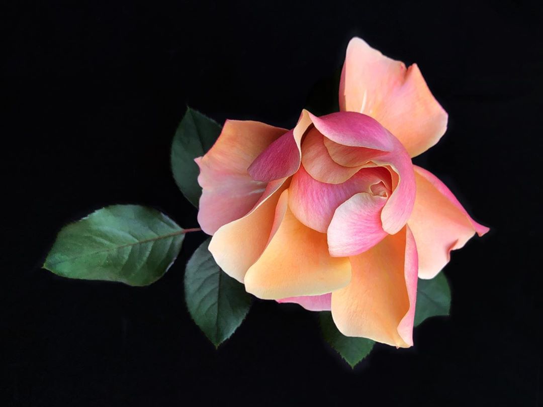 Красивые снимки цветов от Барбары Небел