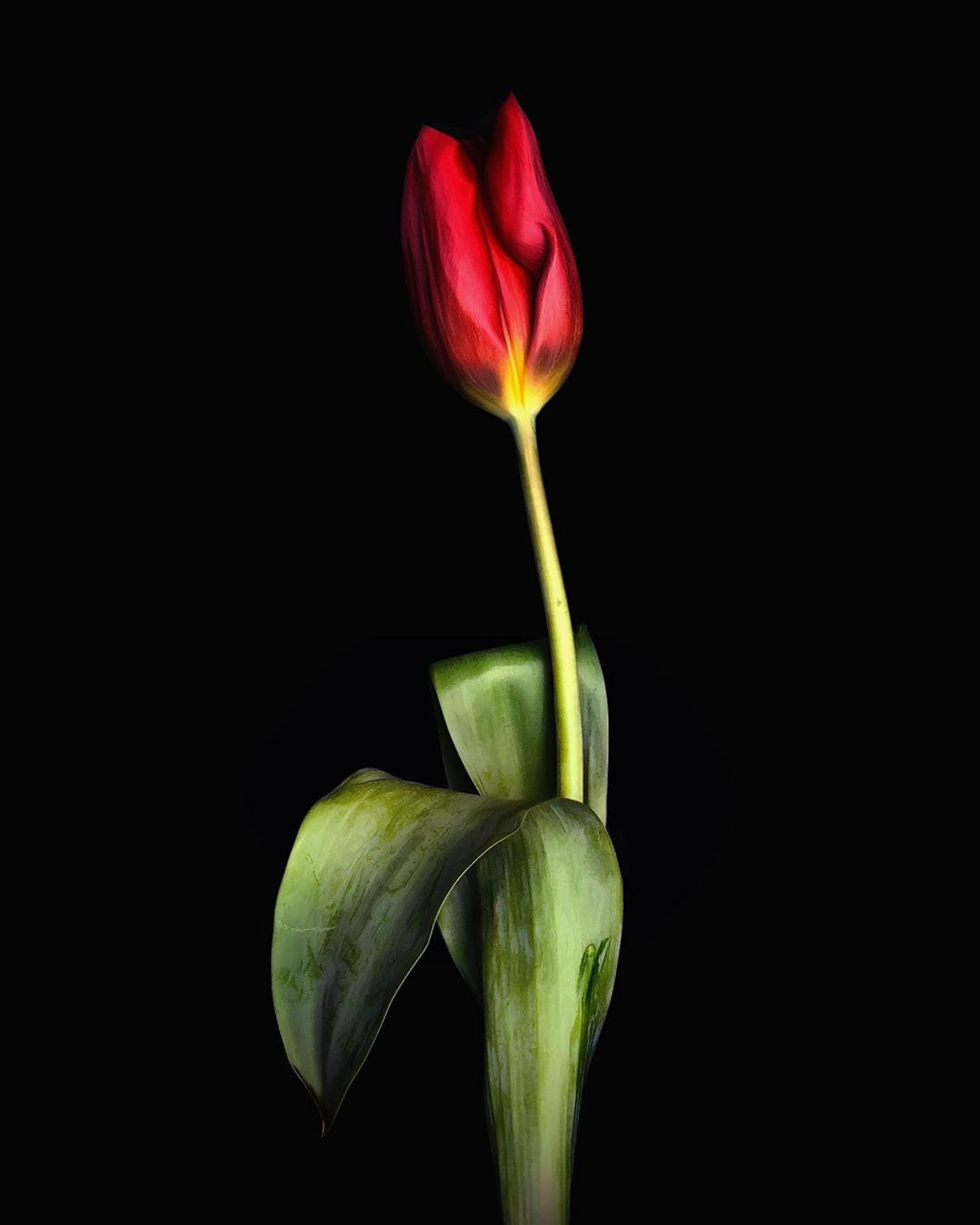 Красивые снимки цветов от Барбары Небел