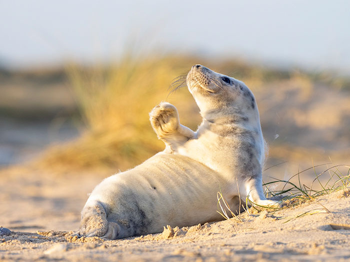 В Британии нашли милейшего тюлененка, который наслаждается отдыхом на пляже и машет в камеру