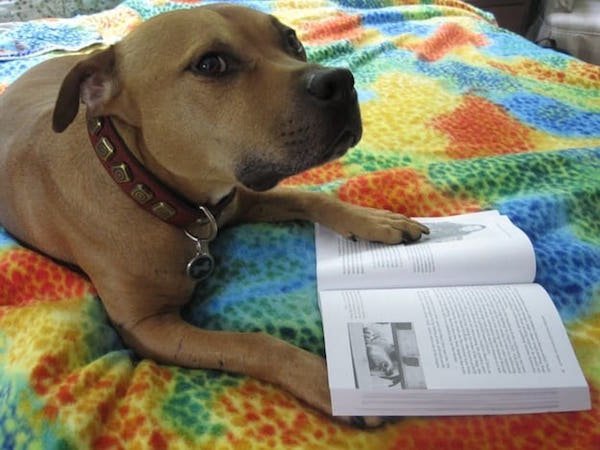 Когда собака эрудированней тебя: забавные читающие четырехлапые