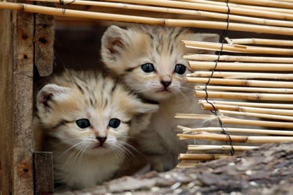 Японец совершил серию краж ради 120 кошек 
