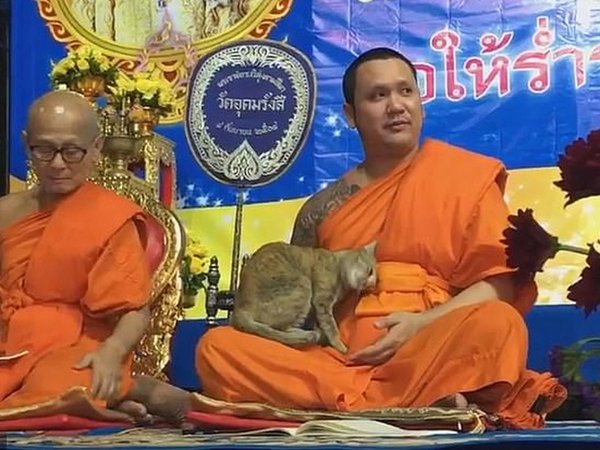 Приставучая кошка не дала спокойно помолиться буддийскому монаху. ВИДЕО