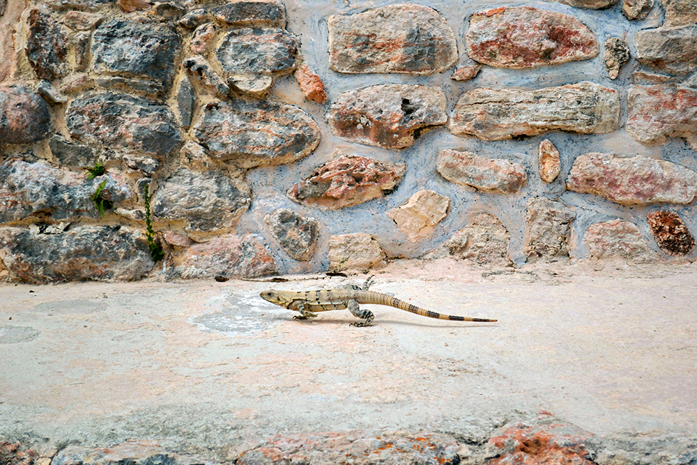 iguana, ushmal, mexico