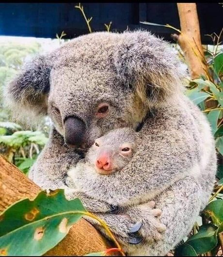 Фото спасенной из пожара коалы, обнимающей новорожденного детеныша облетело мир (ФОТО)