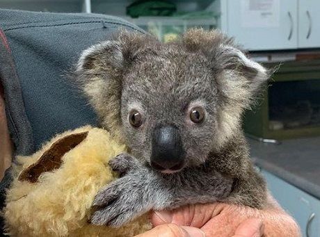 Фото спасенной из пожара коалы, обнимающей новорожденного детеныша облетело мир (ФОТО)