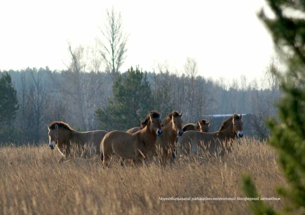 В Сеть попали фото редких животных, обитающих на территории Чернобыльского заповедника. ФОТО