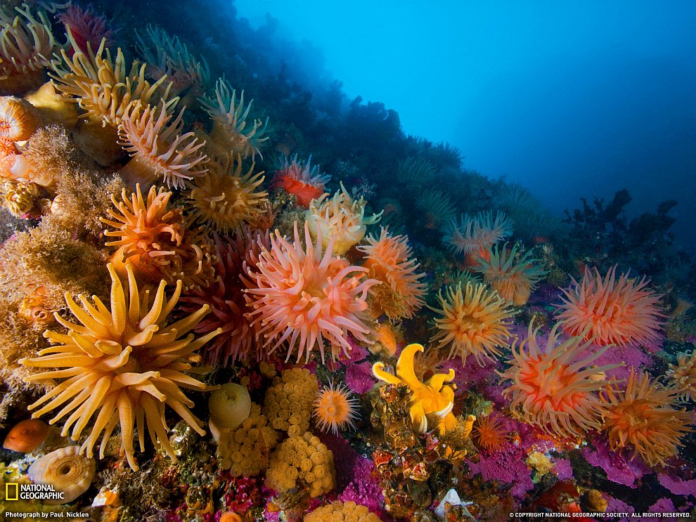 Поразительный подводный мир и его обитатели